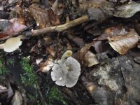 Behangener Faserling